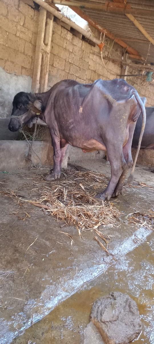 थंबनेल 3