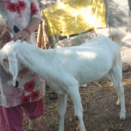 વેચવાની છે બકરી