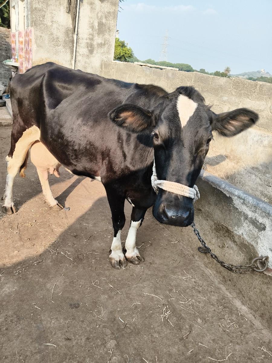 ગાય વેચવા ની સે