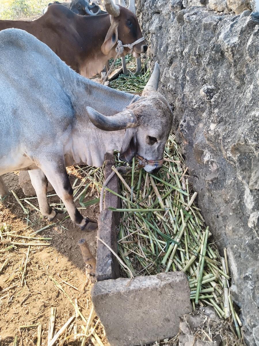 थंबनेल 2