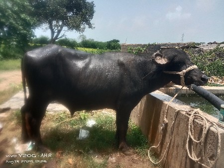 थंबनेल 2