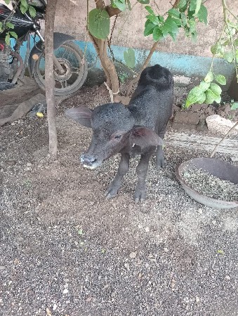 थंबनेल 3