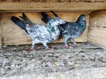 थंबनेल 3