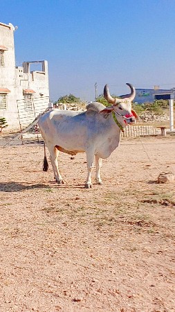 थंबनेल 2