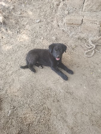 લેબરા ડોગ નું ગલુડિયું દેવાનું છે