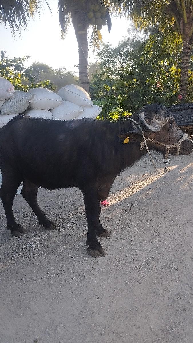 ખડેલી વેચવાની છે