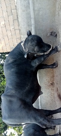 પાડો વાળા ફેર કરવાનો સે