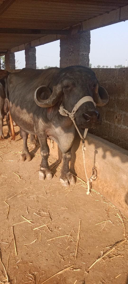 થંબનેલ 3