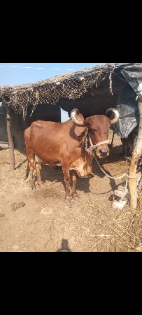 ગાય વેચવાની છે