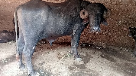 થંબનેલ 3