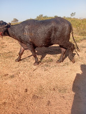 થંબનેલ 3