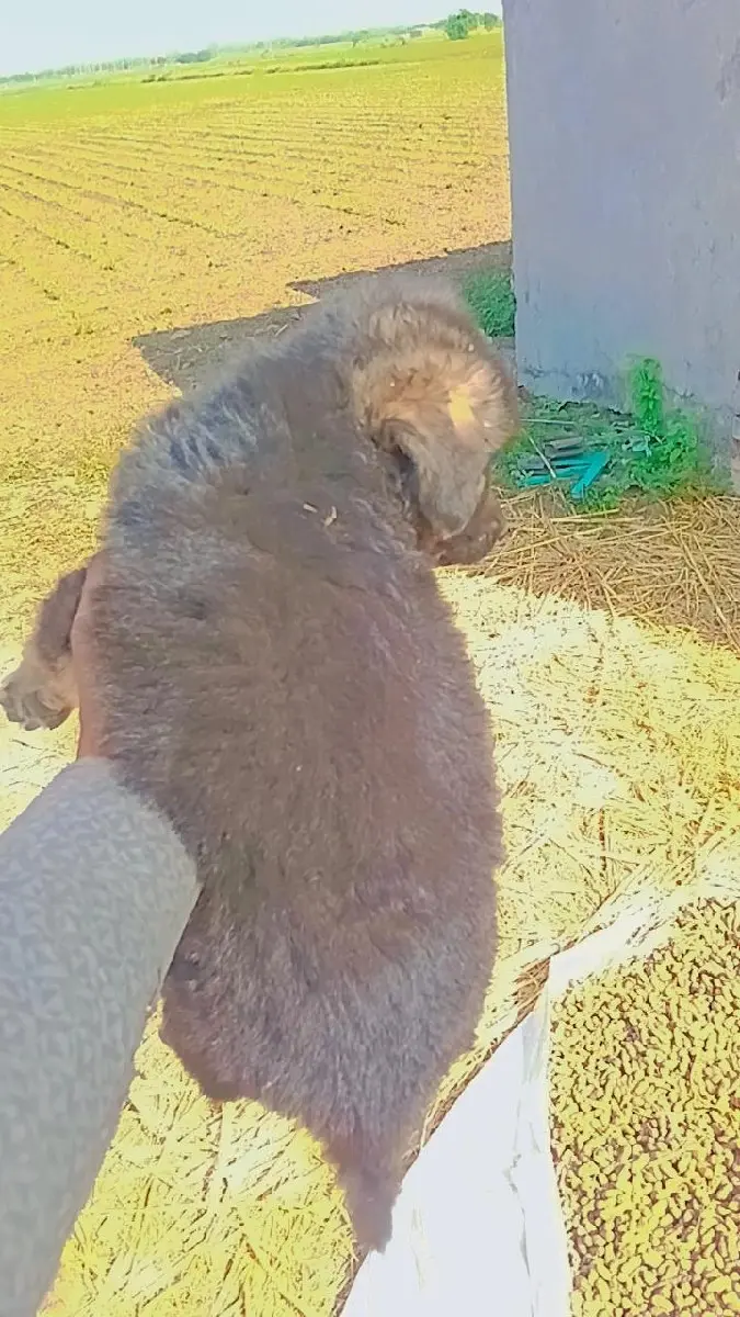 ગલૂડિયાં વેશવ ના છે