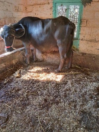 ભેંશ વેસવાની છે