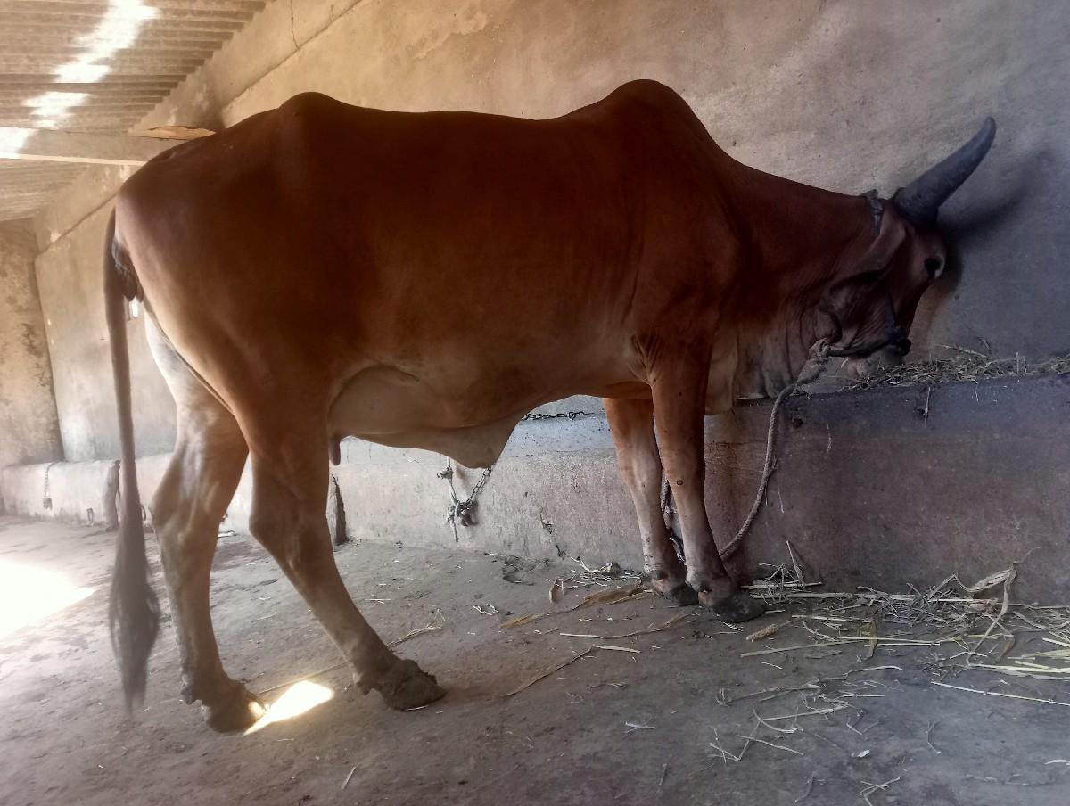 थंबनेल 2