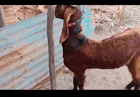 બે દાંત ૨