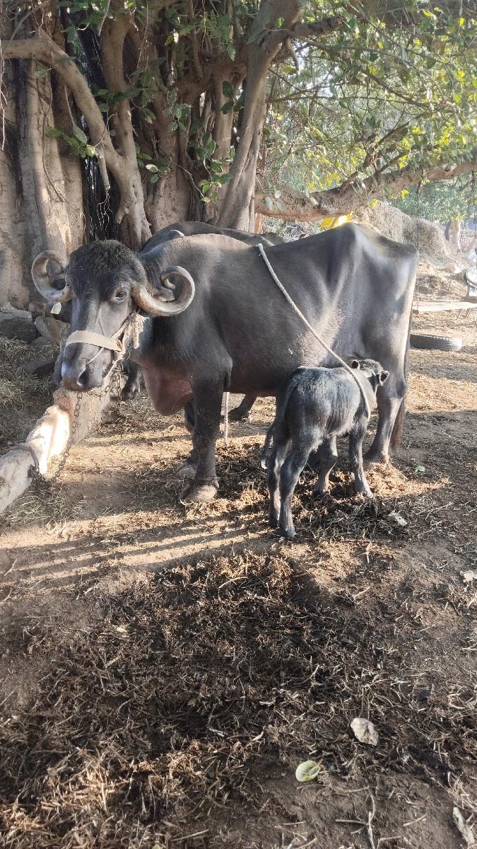 थंबनेल 3