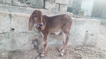 થંબનેલ 3