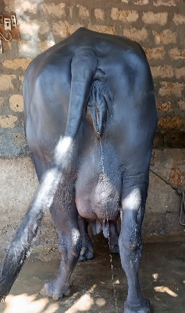 थंबनेल 6