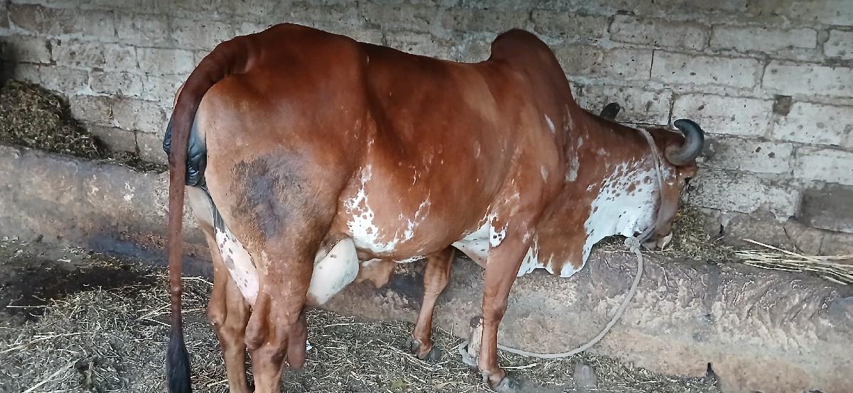 થંબનેલ 3