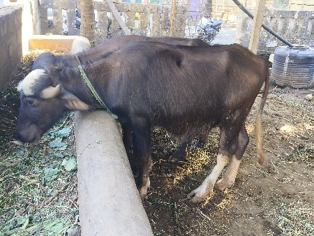 थंबनेल 2