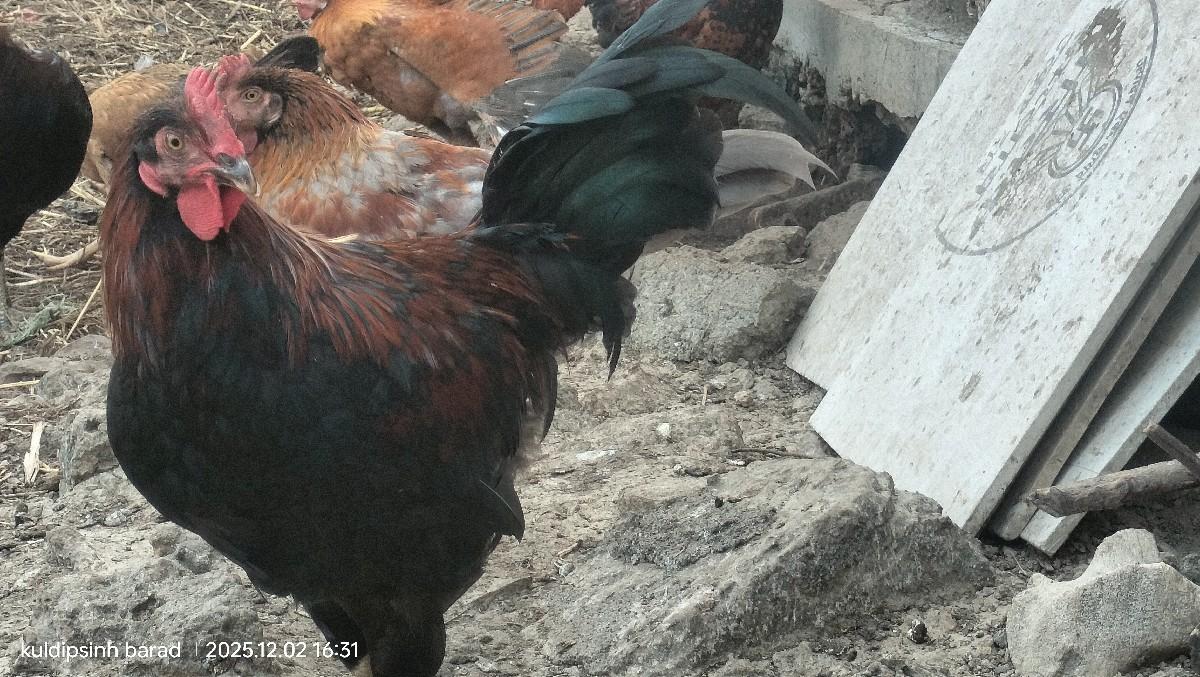 थंबनेल 2